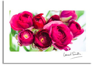 Telegram med røde ranukler